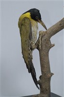 藏品(紅腰綠啄木)的圖片